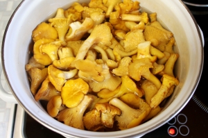Chanterelle ciocolată