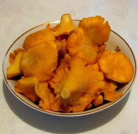 Chanterelle ciocolată
