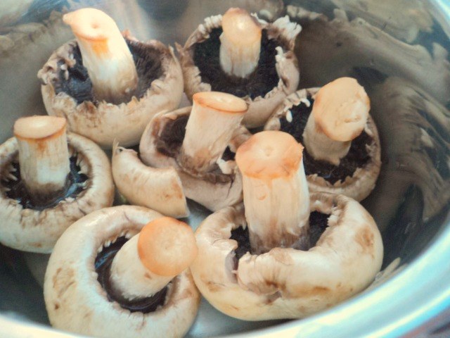 campioni mari