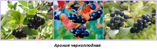 Semințe utile pentru iarnă: sirop de ashberry din chokeberry