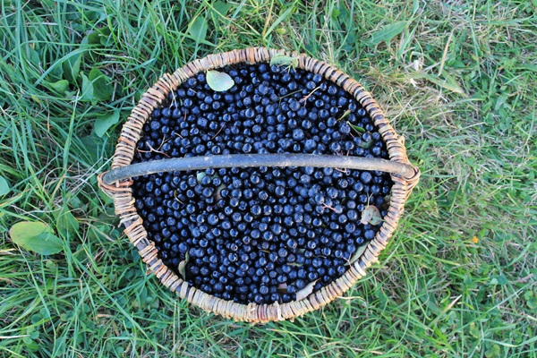 Jam din negru chokeberry