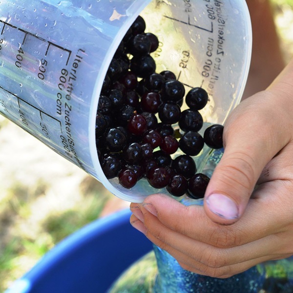 Jam din negru chokeberry