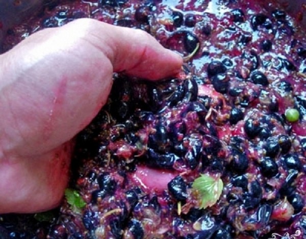 Vin din coacăz în casă - negru, alb, roșu, fără drojdie și cu ei. Rețete simple și tradiționale de vin de casă colorată în coacăze
