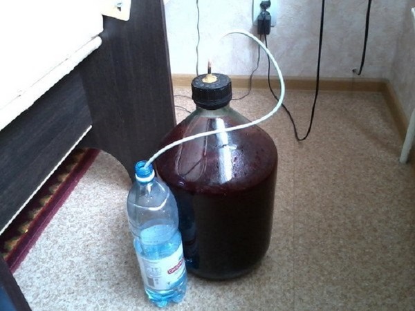 Vin din coacăz în casă - negru, alb, roșu, fără drojdie și cu ei. Rețete simple și tradiționale de vin de casă colorată în coacăze