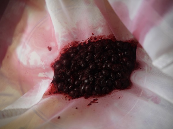 Delicioase jeleuri din coacăze negre - rețete