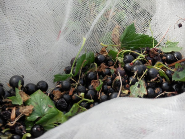 Delicioase jeleuri din coacăze negre - rețete