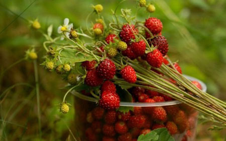 Dulceața de căpșuni este un remediu pentru răceli