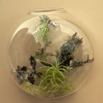 Florarium: decorarea originală a interiorului dvs.