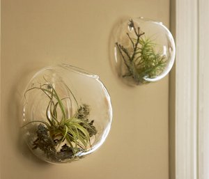 Florarium: decorarea originală a interiorului dvs.