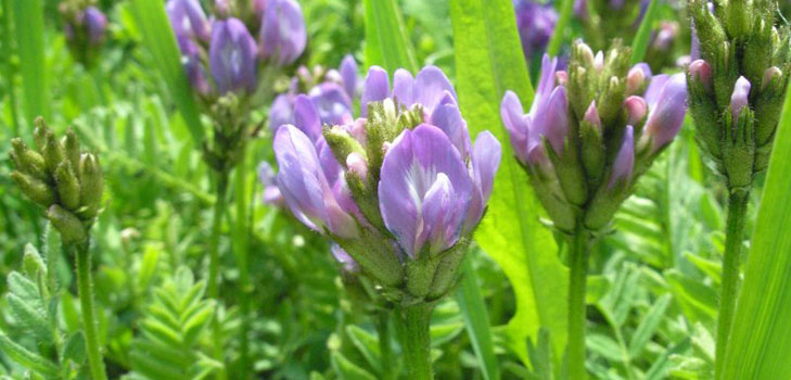 Astragalus: proprietăți terapeutice, fotografie, aplicare