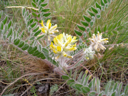 Astragalus: proprietăți terapeutice, fotografie, aplicare