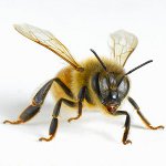 Ce trebuie să faceți după mușcături de insecte