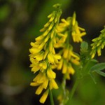Pustnicul medicinal din medicina populară Pustnicul medicinal din medicina populară