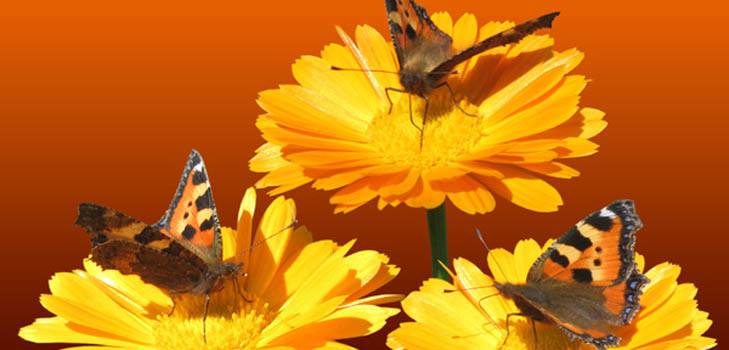 Calendula (galbenele): proprietăți medicinale, aplicație în medicina populară