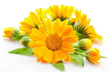Calendula (galbenele): proprietăți medicinale, aplicație în medicina populară