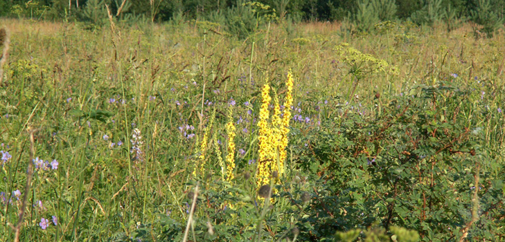 Proprietăți medicinale, fotografie de mullein. Rețete de medicină tradițională