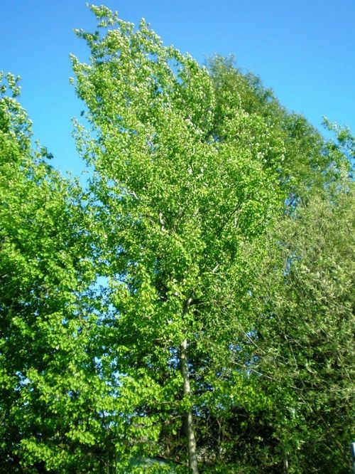 Proprietățile de vindecare ale scoarței de aspen