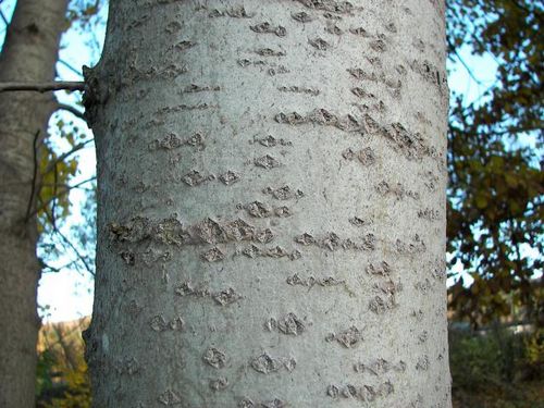 Proprietățile de vindecare ale scoarței de aspen