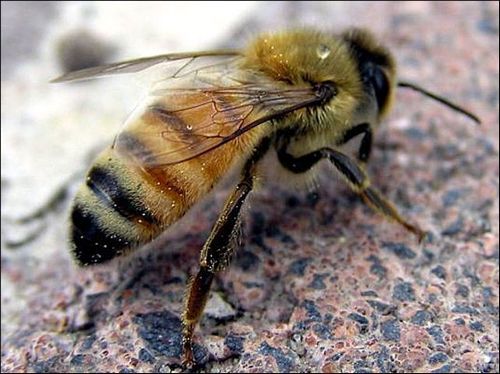 Tinctura de propolis - un agent vindecător