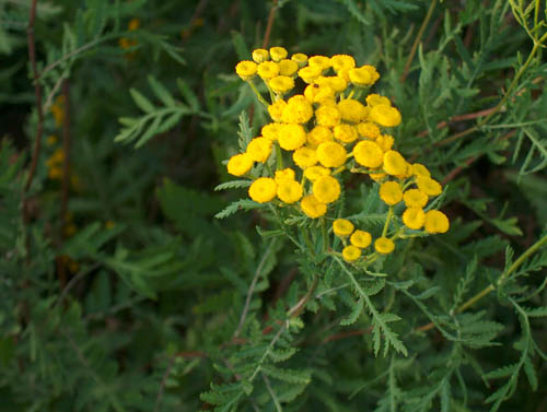 Tansy: proprietăți medicinale, aplicații în medicina populară
