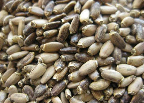 Proprietăți utile ale ciulinului de lapte; aplicarea de ciulin de lapte pentru pierderea în greutate