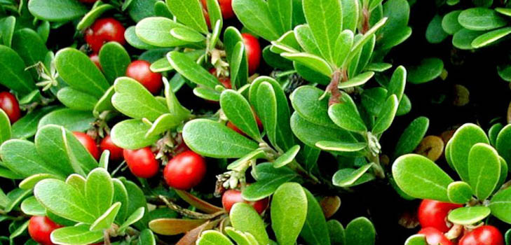 Bearberry: proprietăți medicinale, aplicare, fotografie