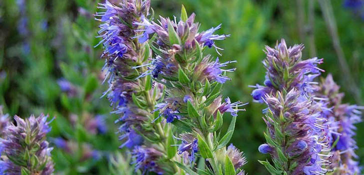Hyssop herb: proprietăți medicinale, aplicare în medicină