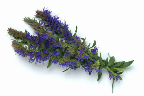Hyssop herb: proprietăți medicinale, aplicare în medicină