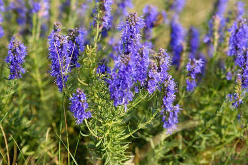 Hyssop herb: proprietăți medicinale, aplicare în medicină