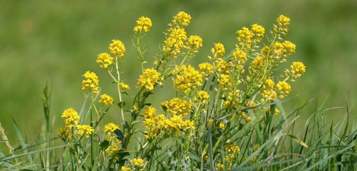 Iarbă, hering medicinal: fotografie, aplicație, rețete