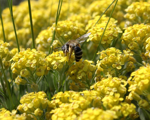 Iarbă, hering medicinal: fotografie, aplicație, rețete