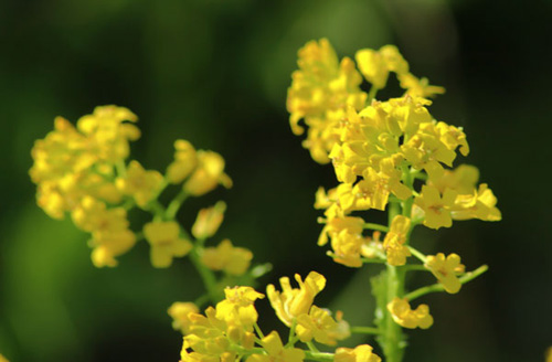Iarbă, hering medicinal: fotografie, aplicație, rețete