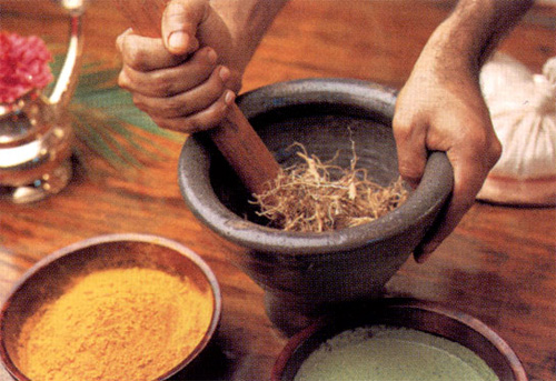 Iarbă, hering medicinal: fotografie, aplicație, rețete