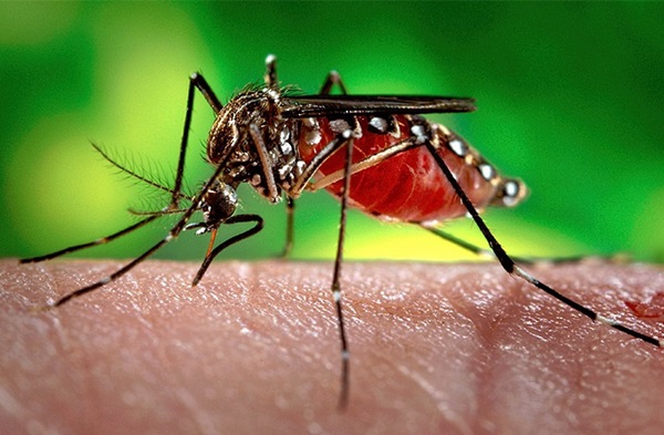 Mâncări de insecte
