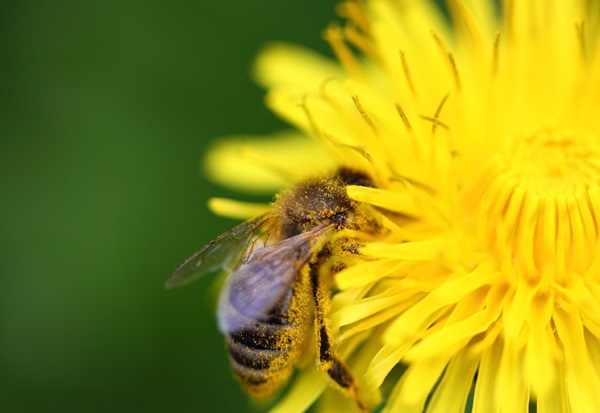 Mâncări de insecte